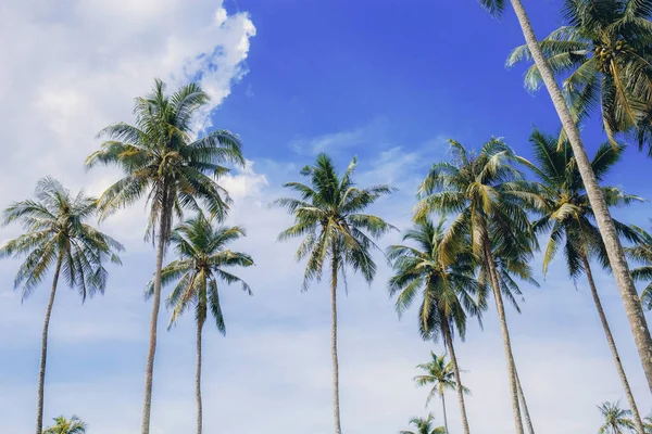 夏日阳光普照的棕榈树 — 图库照片