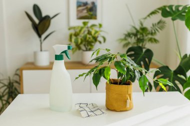 Ficus 'un yanında sprey şişesi ve bez. Baharda evde bahçe ve ev bitkileri bakımı kavramı. Ev bitkileri temizlik araçları
