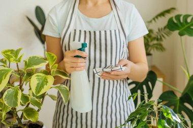 Önlüklü kadın, elinde şişeyle ıslak sünger tutuyor. İlkbahar, bitkileri sulama ve bakım zamanı. Ev bitkileri bakım konsepti. Evde bahçıvanlık ve ev hayatı.
