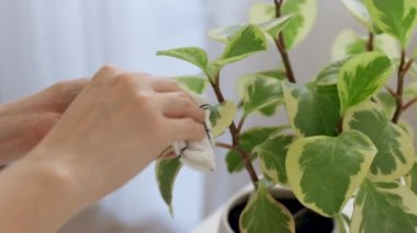 Çiçekçi kadın elleri peperomia yapraklarını ıslak süngerle temizliyor. İlkbahar, bitkileri sulama ve bakım zamanı. Ev bitkileri bakım konsepti. Ev işleri ve ev hayatı