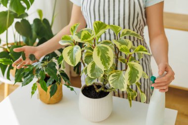 Önlüklü, ev bitkileriyle tanınmayan bir kadın. Çiçekçi el ele tutuşup şişe ve saksı çiçeği sıkıyor. İlkbahar, bitkileri sulama ve bakım zamanı. Ev bitkileri bakım konsepti. Evde bahçe işleri.