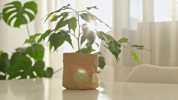 Sonnenstrahlen leuchten durch kleine Ficus im Kraftpapiertopf. Schöne Zimmerpflanze steht im Sonnenlicht. Topfblume mit nassen Blättern — Stockvideo