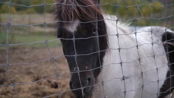 Little girl feeding brown pony at the zoo trough fence — Stock Video