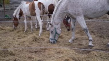 Ağaç atları hayvanat bahçesinin çitlerinde yer.
