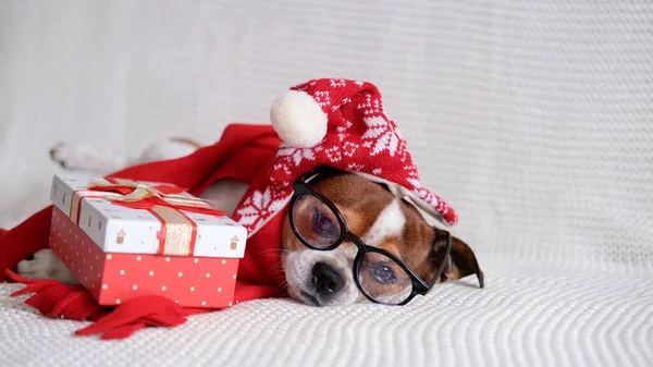 Chihuahua cão em santa chapéu, glasess e cachecol vermelho com presente de Natal Imagens Royalty-Free