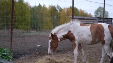 Beyaz ve kırmızı at hayvanat bahçesinin çitlerinde yemek yiyor.