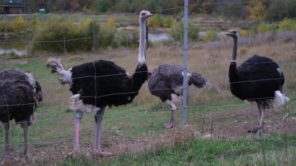 Чотири просто страуси, це вид великих птахів без літаків — стокове відео