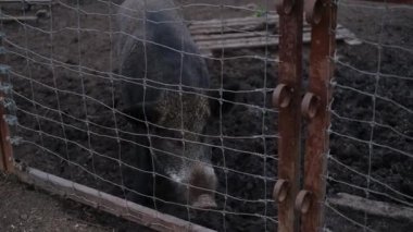 Sonbahar sonbahar hayvanat bahçesinde büyük siyah domuz çiti.