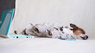 Chihuhua köpeği koltukta cep telefonu ve dizüstü bilgisayar kullanıyor.