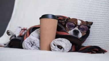 Gözlüklü ve kazaklı chihuhua köpeği kahve içer.