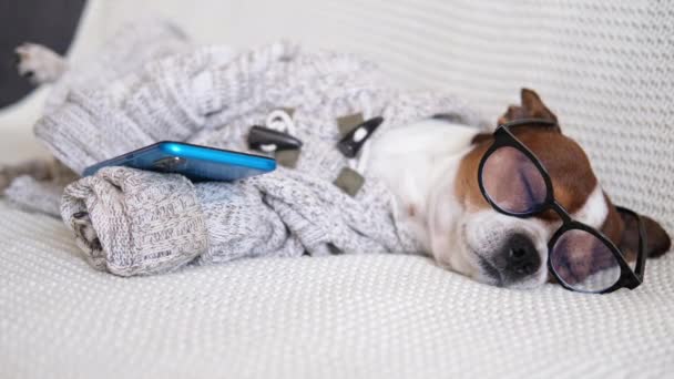 Chihuhua σκυλί σε γυαλιά χρησιμοποιώντας το κινητό τηλέφωνο στον καναπέ — Αρχείο Βίντεο