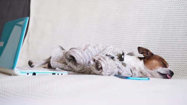 Чихуа собака с помощью мобильного телефона и ноутбука на диване — стоковое видео