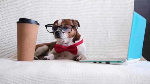 グラスの中のチワワン犬とソファの上のラップトップを使った赤い蝶ネクタイ — ストック動画