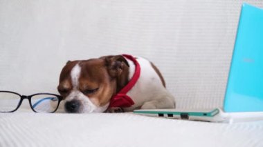 Kanepede dizüstü bilgisayar kullanarak gözlüklü ve kırmızı papyonlu chihuhua köpeği. İnternetten alışveriş. Oyun oynayın. Online iş. Karantinaya alın. Yüksek kalite 4k görüntü