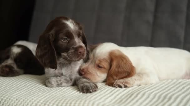 입니다 마리의 귀여운 러시아 스패니얼 초콜릿머클 과붉은 강아지 강아지가 소파에서 — 비디오