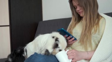 4 bin. Tatlı Avustralyalı çoban köpeği olan çekici bir kadın. Beyaz ekoseli kumaşın altında. Köpek kahve içer ve telefonda mesaj atar. Milenyum hayatı. Soğuk kış havasında evcil hayvanlar battaniyenin altında ısınır.. 