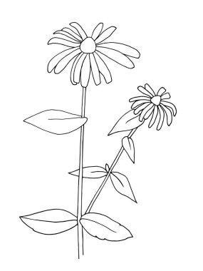 Siyah ve beyaz bitkiler. Vektör grafikleri. Boyama için grafikler. Rudkeria bitkisi.