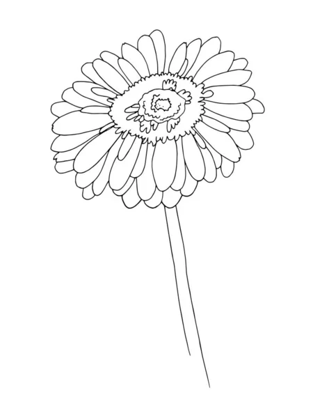 Чорно Біла Графіка Забарвлення Стилізованої Рослини Векторне Зображення Квітки Гербера — стоковий вектор