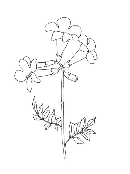 様式化された植物 着色のためのグラフィック 白黒アート — ストックベクタ
