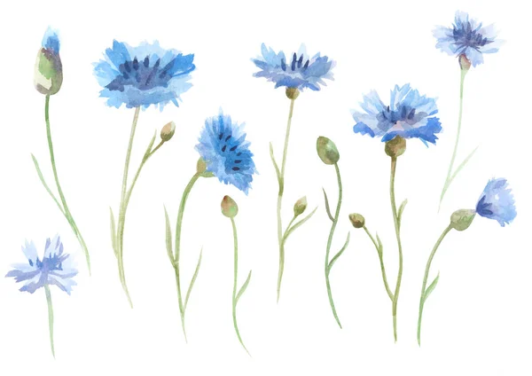 野花的水彩画 白色背景的瓦西里基花束 — 图库照片