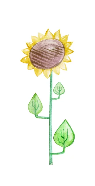 Stylizovaná Rostlina Akvarel Ilustrace Slunečnice — Stock fotografie