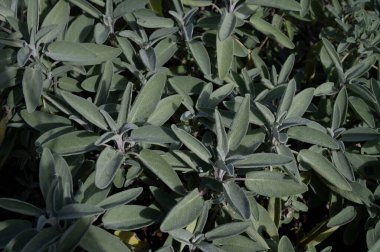 Bahçedeki bazı adaçayı yaprakları