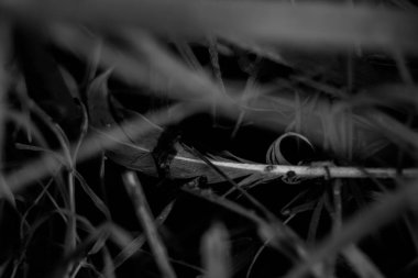 Siyah ve beyaz tüy desenli (doğal desenler) doku arka planı, tasarım için soyut ot dokusu arka planı.