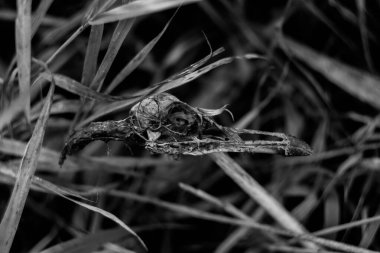 Çimen desenli (doğal desenler) doku arka planı üzerinde martıların siyah ve beyaz kafatası, tasarım için soyut ot dokusu arka planı.