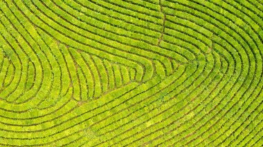 Yeşil çay çiftlik, drone çay plantasyon uçan üstten görünüm hava fotoğrafın drone üzerinden vurdu havadan görünümü