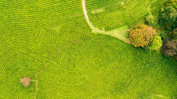 Vista aérea tomada desde el dron de la plantación de té verde, Foto aérea vista superior desde el dron volador de una plantación de té — Foto de Stock