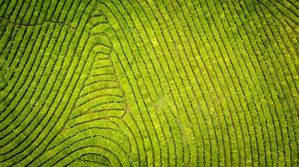 Vista aérea tomada desde el dron de la plantación de té verde, Foto aérea vista superior desde el dron volador de una plantación de té — Foto de Stock