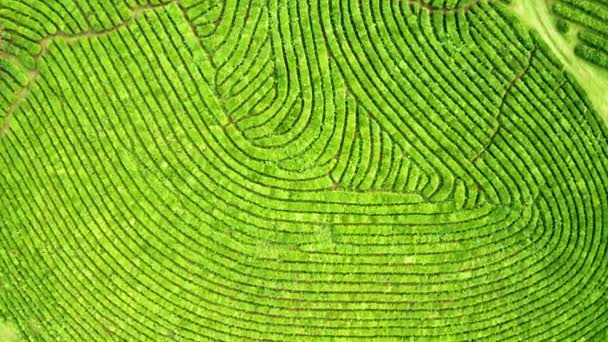 Vista aérea tomada desde el dron de la plantación de té verde, Foto aérea vista superior desde el dron volador de una plantación de té — Vídeo de stock