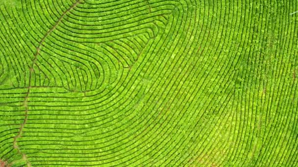 Tiro de visão aérea de zangão de plantação de chá verde, foto aérea de visão superior de zangão voador de uma plantação de chá — Vídeo de Stock