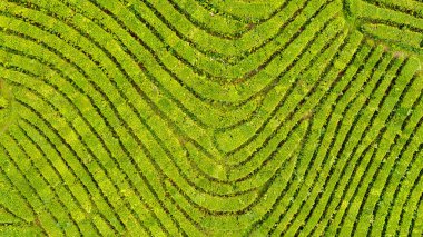 Yeşil çay çiftlik, drone çay plantasyon uçan üstten görünüm hava fotoğrafın drone üzerinden vurdu havadan görünümü