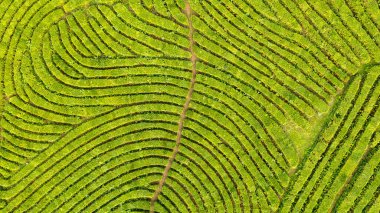 Yeşil çay çiftlik, drone çay plantasyon uçan üstten görünüm hava fotoğrafın drone üzerinden vurdu havadan görünümü