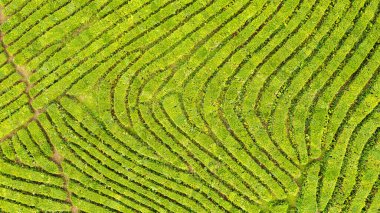 Yeşil çay çiftlik, drone çay plantasyon uçan üstten görünüm hava fotoğrafın drone üzerinden vurdu havadan görünümü