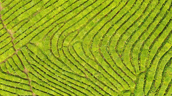 Vista aérea tomada desde el dron de la plantación de té verde, Foto aérea vista superior desde el dron volador de una plantación de té — Foto de Stock