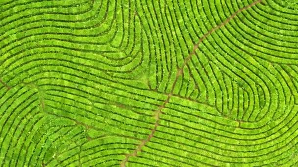 Groene bomen. Zonsondergang. De natuur. Luchtopname. Hoge bergen. Sotsji. Macesta thee. Gladde rijen struiken. Groene Theeplantage. landbouw product in vogels oog luchtfoto. — Stockvideo