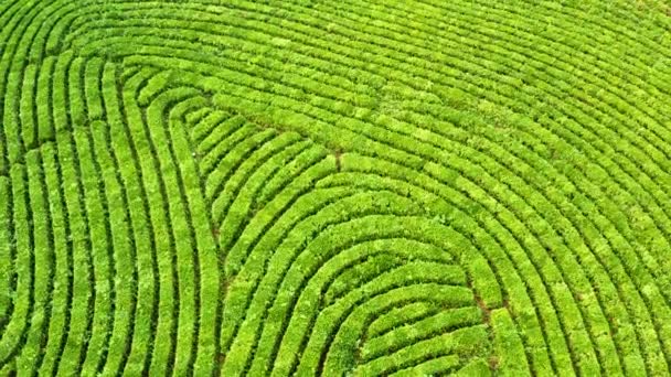 Árboles verdes. Puesta de sol. Naturaleza. Vídeo aéreo. Montañas altas. Sochi. Té Macesta. Hileras suaves de arbustos. Plantación de té verde. producto agrícola en aves vista aérea. — Vídeo de stock