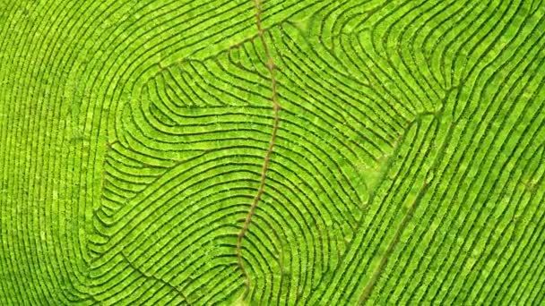 Tiro de visão aérea de zangão de plantação de chá verde, foto aérea de visão superior de zangão voador de uma plantação de chá — Vídeo de Stock