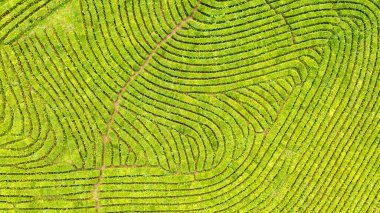 Yeşil çay çiftlik, drone çay plantasyon uçan üstten görünüm hava fotoğrafın drone üzerinden vurdu havadan görünümü