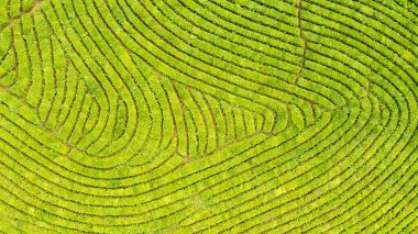 Yeşil çay çiftlik, drone çay plantasyon uçan üstten görünüm hava fotoğrafın drone üzerinden vurdu havadan görünümü