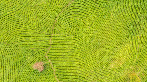 Vista Aérea Tomada Desde Dron Plantación Verde Foto Aérea Vista — Foto de Stock