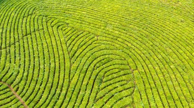 Yeşil çay çiftlik, drone çay plantasyon uçan üstten görünüm hava fotoğrafın drone üzerinden vurdu havadan görünümü