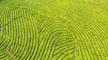 Yeşil çay çiftlik, drone çay plantasyon uçan üstten görünüm hava fotoğrafın drone üzerinden vurdu havadan görünümü