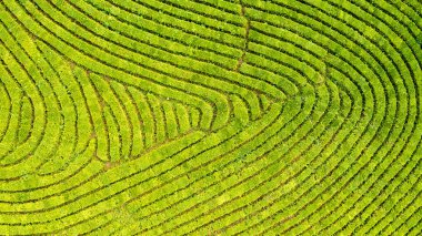 Yeşil çay çiftlik, drone çay plantasyon uçan üstten görünüm hava fotoğrafın drone üzerinden vurdu havadan görünümü