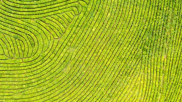 Vista aérea tomada desde el dron de la plantación de té verde, Foto aérea vista superior desde el dron volador de una plantación de té — Foto de Stock