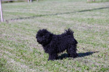 Puli yavrusu Macar köpeği yeşil bir çayırda ürer.