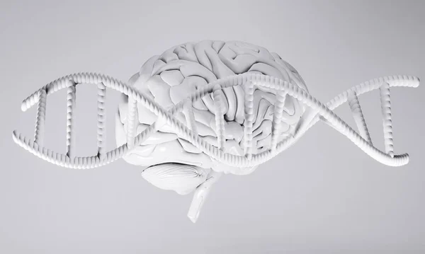 三维人脑保健图解绘制 神经细胞健康 背景思考 — 图库照片