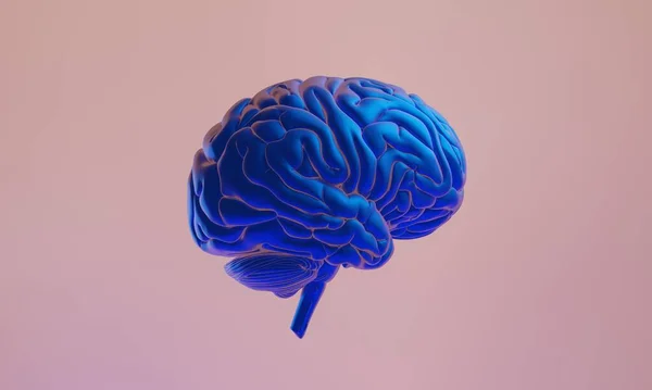 Cerebro Prestación Ilustración Salud Humana Salud Célula Neurona Pensar Idea —  Fotos de Stock